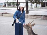 ให้อาหารกวางที่ NARA PARK | Osaka 🇯🇵