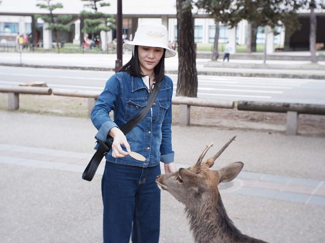 ให้อาหารกวางที่ NARA PARK | Osaka 🇯🇵