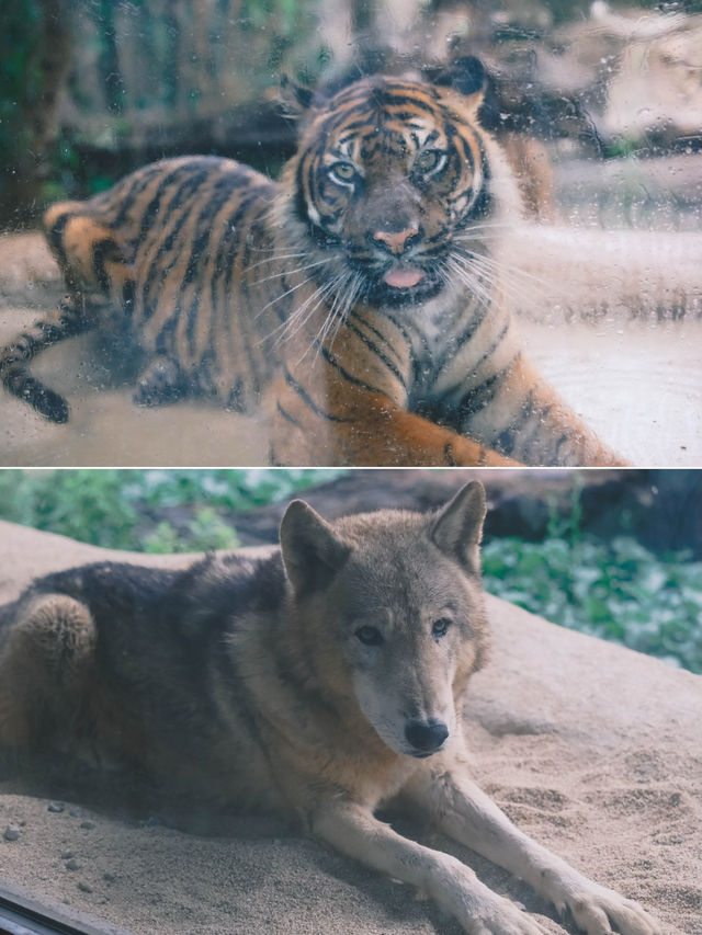 日本｜ 神戶動物王國 近距離接觸水豚君～