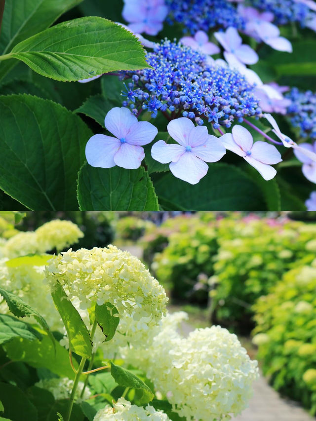 〖亀戸/東京〗 紫陽花×スカイツリーの絶景が楽しめる旧中川水辺公園◌𓈒𓐍