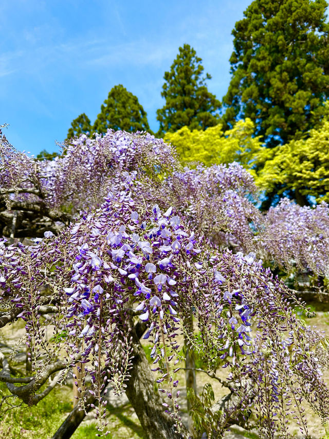 〜福島県〜歴史600年の名庭園！お得チケット情報あり