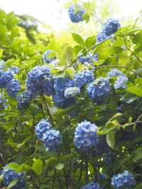 今が見頃！2024年明月院　紫陽花の見頃情報