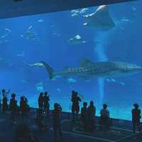 世界前三大水族館-沖繩美麗海水族館