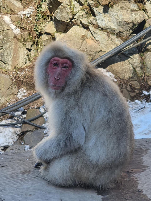 Nagano's Snow Monkeys: A Winter Wonderland