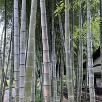 【横浜で緑を🍃】📍三溪園 (Sankeien)