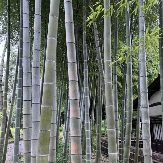 【横浜で緑を🍃】📍三溪園 (Sankeien)