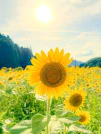【福井 南越前町】夏に行きたい🌼🌱⋆｡南越前町でひまわり畑を見つけたよ😊