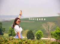 จิบชา ถ่ายรูป ฟิลสีเขียว ไร่ชาฉุยฟง