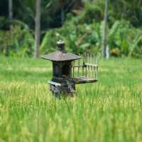 Rice Terraces