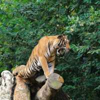 馬來西亞國家動物園：親近自然，享受歡樂氛圍！