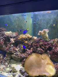 🐠Bangsaen Aquarium ดูปลาที่บางแสน✨