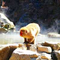 長野景點｜冬季到長野看野生獼猴泡溫泉—長野地獄谷野猿公苑
