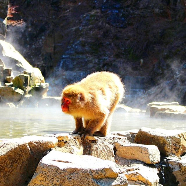 長野景點｜冬季到長野看野生獼猴泡溫泉—長野地獄谷野猿公苑