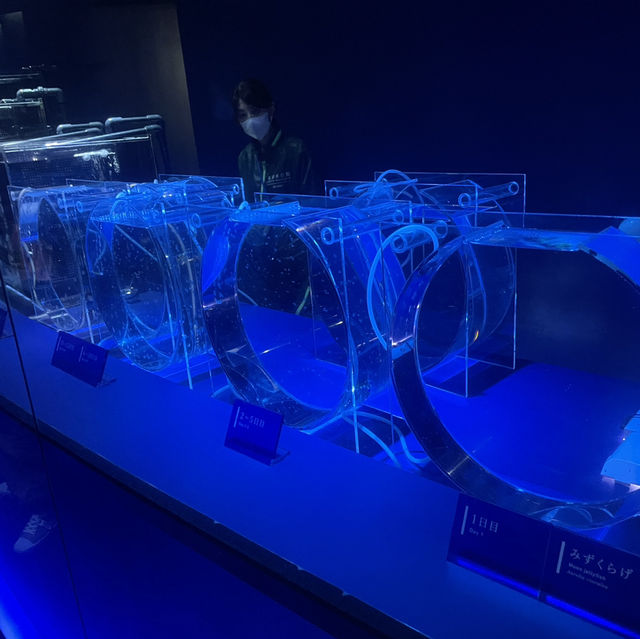 京都水族館がリニューアルしてクラゲ好きにはたまらないスポットに！！