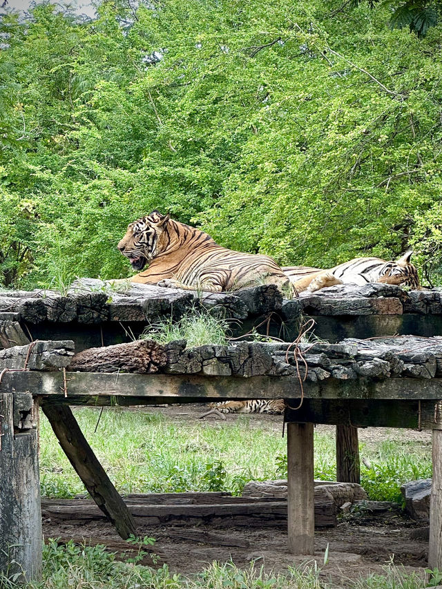 สวนสัตว์เปิด…🦏 เพลิดเพลินทั้งคนและสัตว์ 🦓