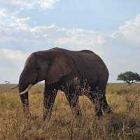The Ultimate Safari in Serengeti National Park, Tanzania