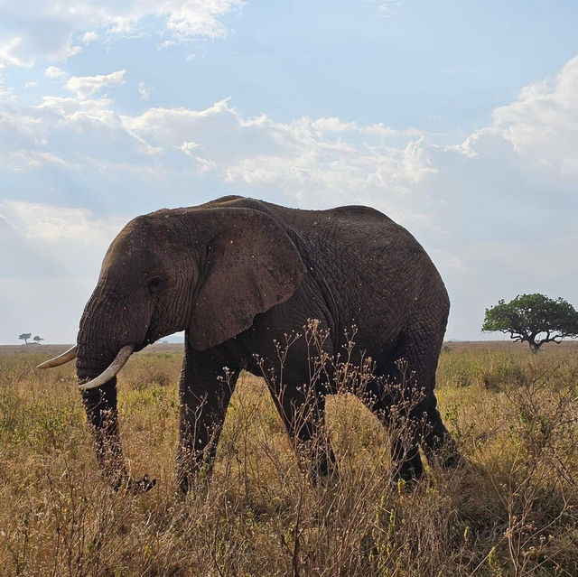 The Ultimate Safari in Serengeti National Park, Tanzania