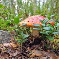 Hiking in Nuuksio National Park