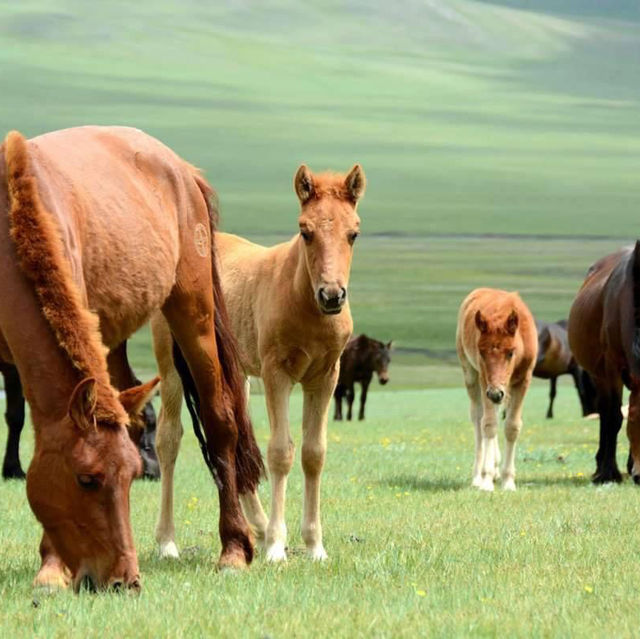 Mongolian Nomadic Homestay