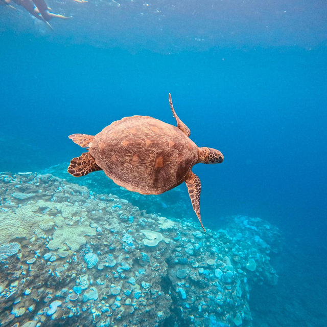 Island Paradise Found: Zamami Island, Okinawa's Treasure