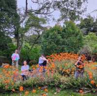 Spring Garden Kundasang, A Slice of Nature's Paradise