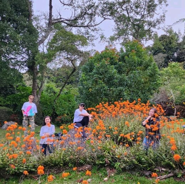 Spring Garden Kundasang, A Slice of Nature's Paradise