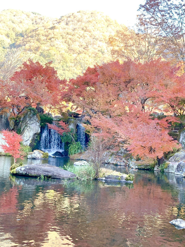【大分観光】紅葉が人気だけど🍁四季折々の景色が見られる日本庭園🍁