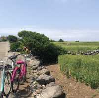 자전거 타고 청보리밭 경치 한바퀴🌾 가파도 여행