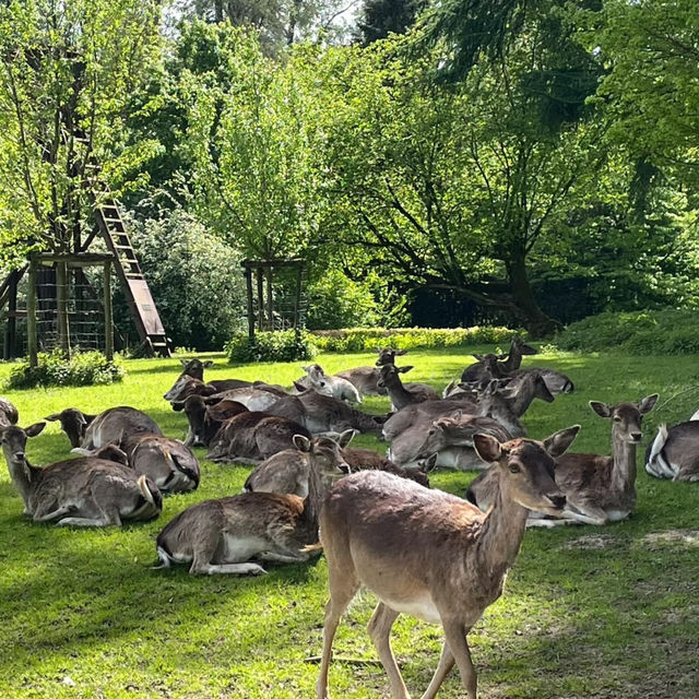 奈良公園：與鹿共舞的綠意天堂 🦌🌳