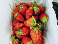 Japan Berry 