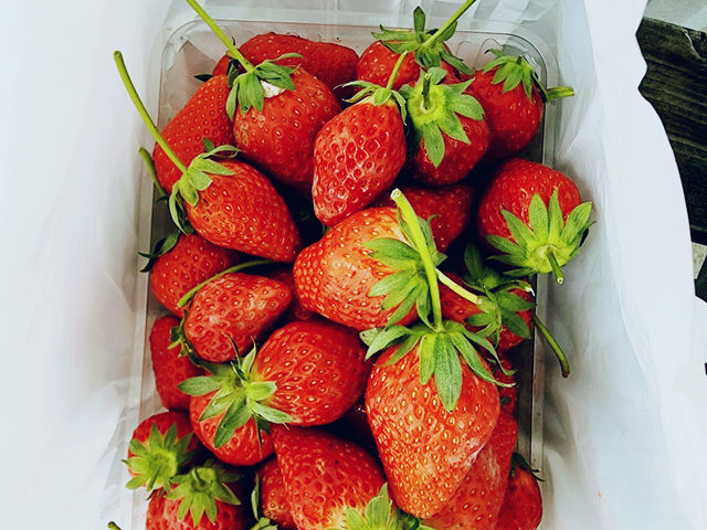 Japan Berry 