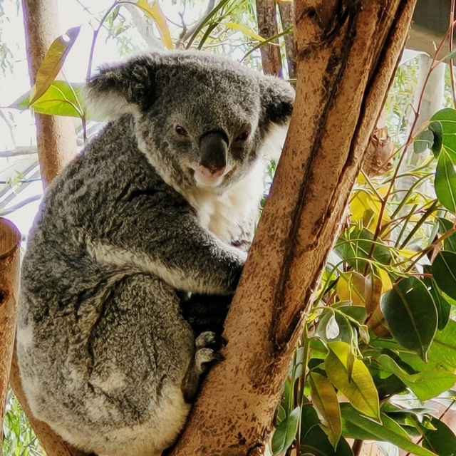 Sydney Wildlife World WILD LIFE Sydney Zoo