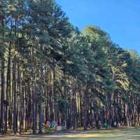 สถานีวนวัฒนวิจัยบ่อแก้ว เชียงใหม่ 🌲🌲