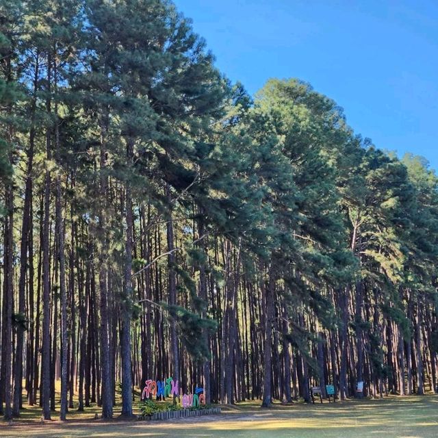 สถานีวนวัฒนวิจัยบ่อแก้ว เชียงใหม่ 🌲🌲