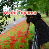 ทุ่ง Spider Lilly,ทานตะวัน,ทุ่งนาศิลปะในที่เดียว
