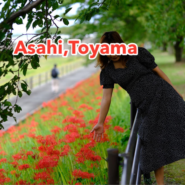 ทุ่ง Spider Lilly,ทานตะวัน,ทุ่งนาศิลปะในที่เดียว