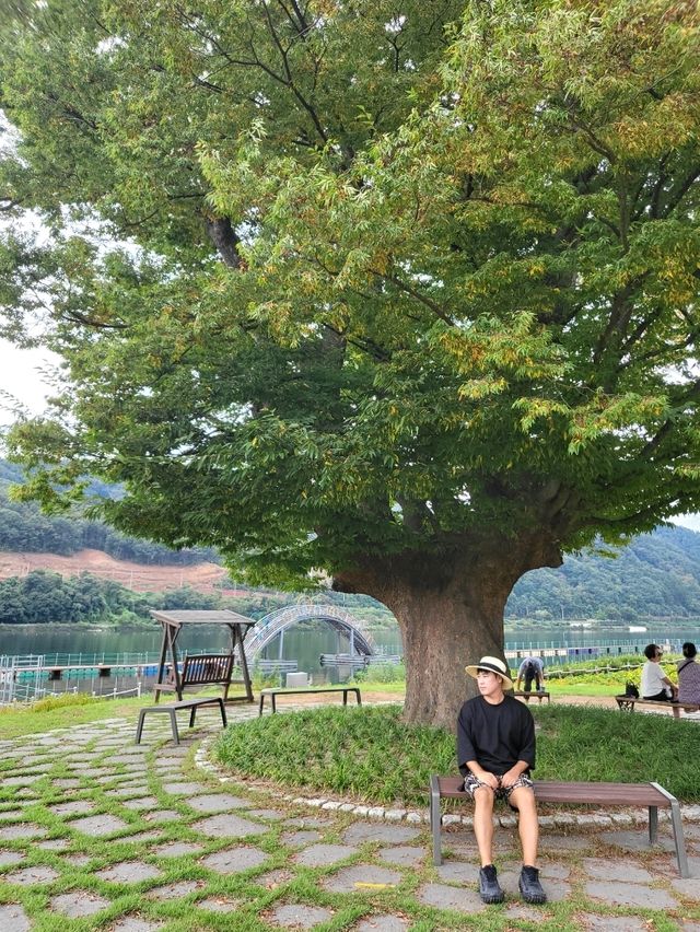 가을꽃밭과 잘 어울리는 화천 사랑나무