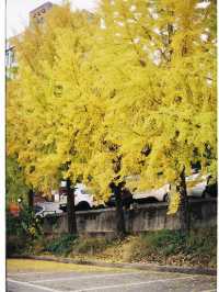 Autumn in Nami - Autumn in my heart