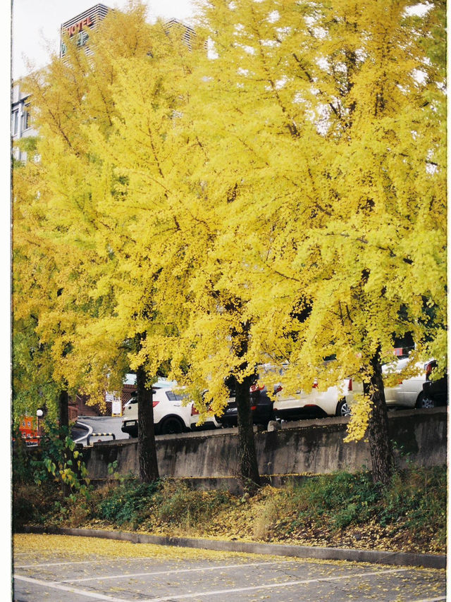 Autumn in Nami - Autumn in my heart