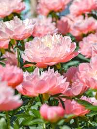 【期間限定】感動の絶景広がる🌼 欲張りに2種類たのしむのがおすすめ🫶🏻🌸✨ 