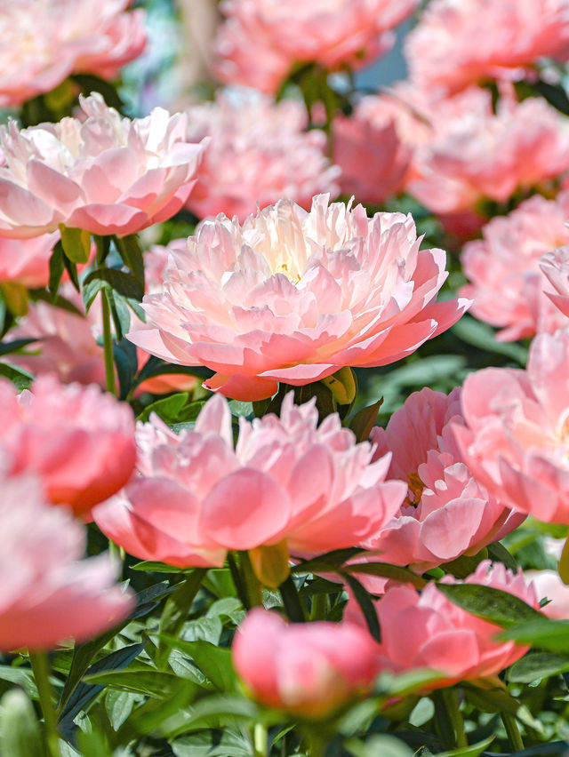 【期間限定】感動の絶景広がる🌼 欲張りに2種類たのしむのがおすすめ🫶🏻🌸✨ 