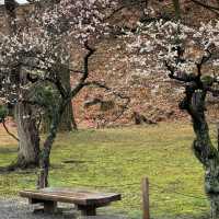 深田氏庭園：庭園靜謐🍃🌸