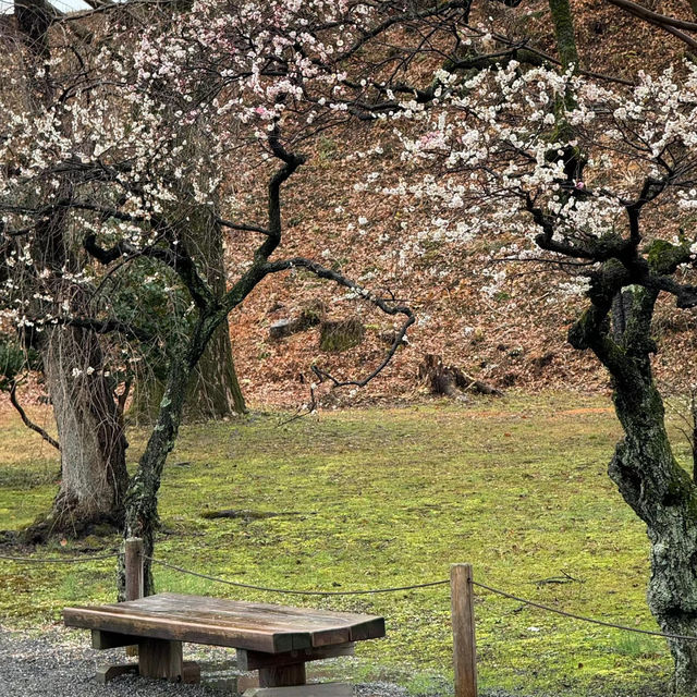 深田氏庭園：庭園靜謐🍃🌸