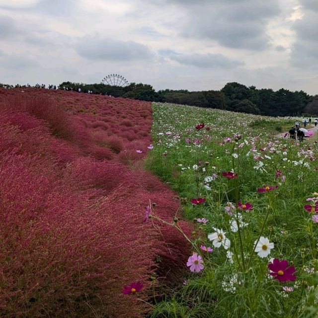 Kochia in Scarlet Red @ Hitachi Seaside Park 