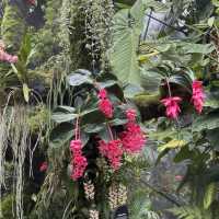 Nature's Palette: Discovering the Latest Blooms at Gardens by the Bay