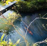 Autumn Bliss: Exploring Tenryuji’s Stunning Fall Colors!