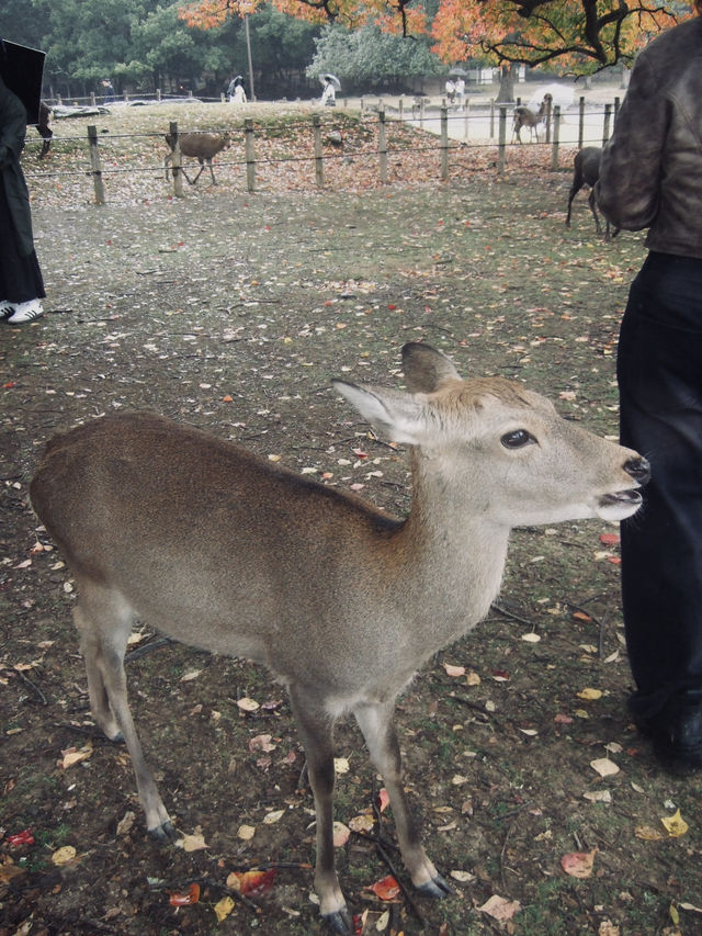 Nara,Japan 🍁🇯🇵