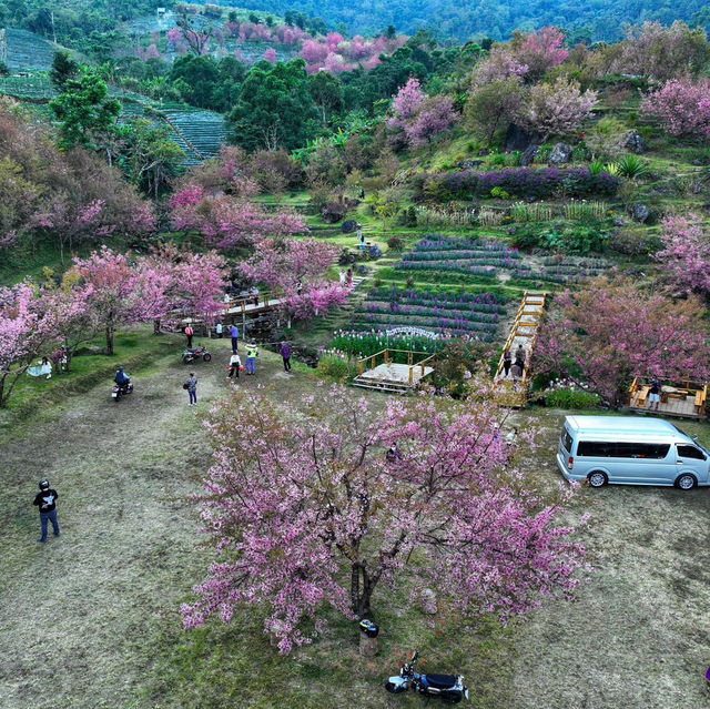 สะพานซากุระขุนวาง 