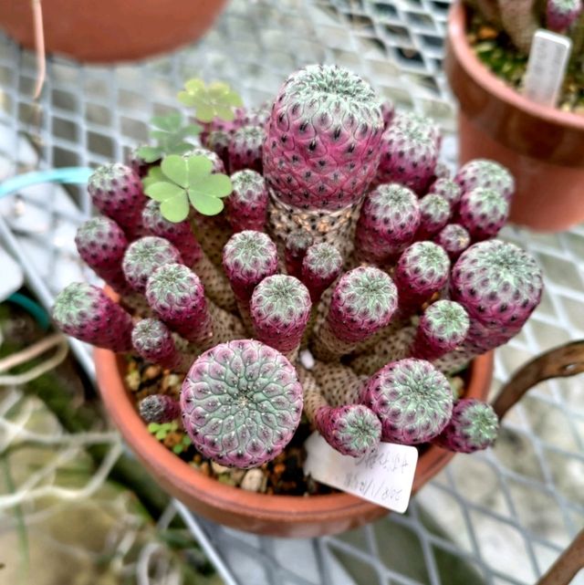 小石川植物園
