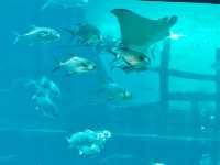 Cebu Ocean Park: An Underwater Wonderland